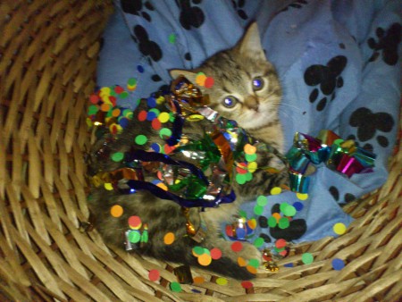 le chat choquer :D